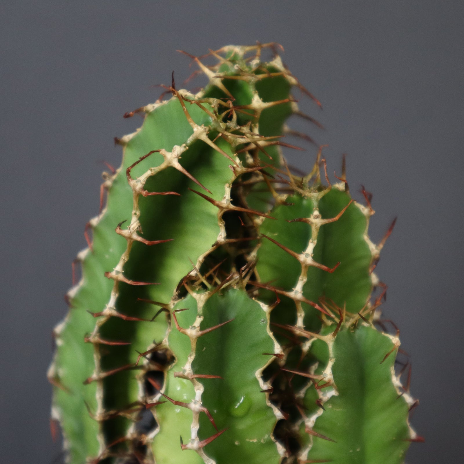 E.ムランジーナ（実生）148 – TaiShoDo ONLINE SHOP