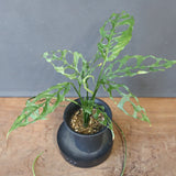 モンステラ　オブリクリア・ペルー　EC1176