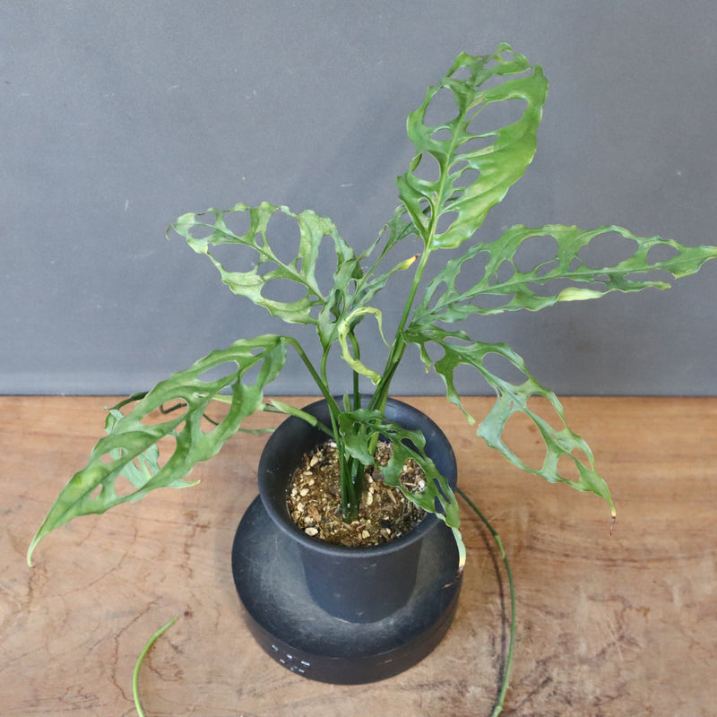 モンステラ　オブリクリア・ペルー　EC1176