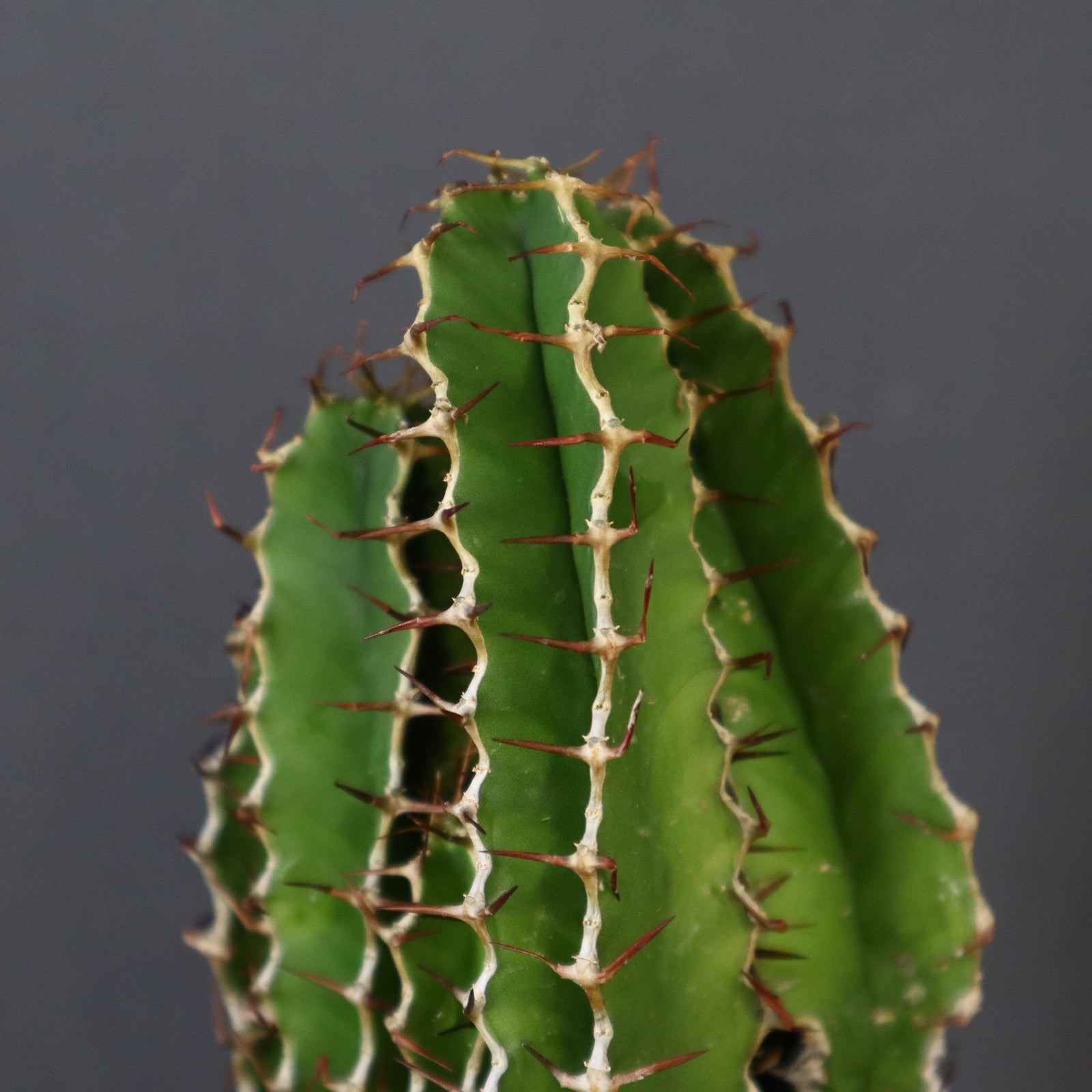 【塊根植物】ムランジーナ （実生） E.ムランジーナ（実生）148 – TaiShoDo ONLINE SHOP