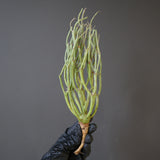 【ベアルート】E.エチュベルクローサ EC2090