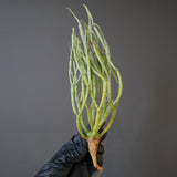 【ベアルート】E.エチュベルクローサ EC2090