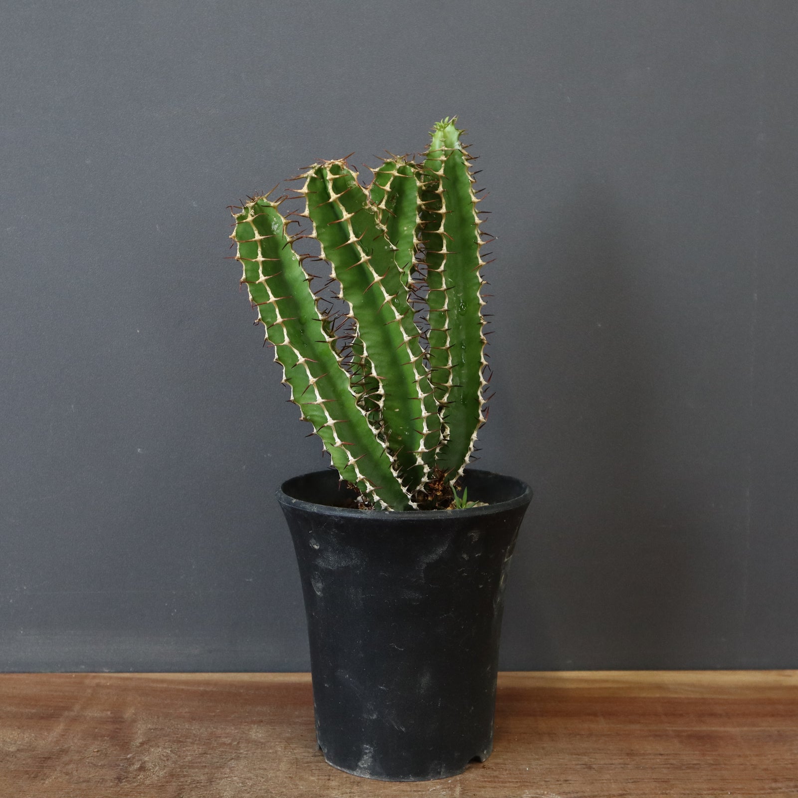 E.ムランジーナ（実生）143 – TaiShoDo ONLINE SHOP