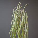 【ベアルート】E.エチュベルクローサ EC2090