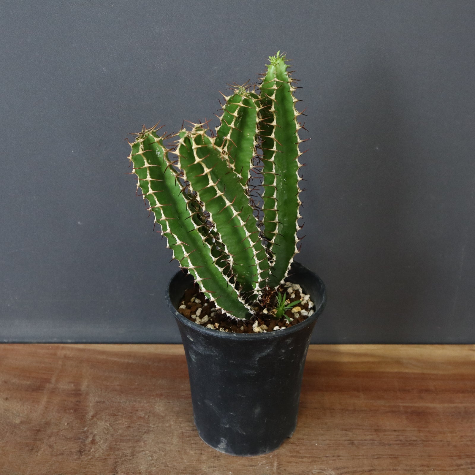 E.ムランジーナ（実生）143 – TaiShoDo ONLINE SHOP