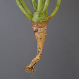 【ベアルート】E.エチュベルクローサ EC2090