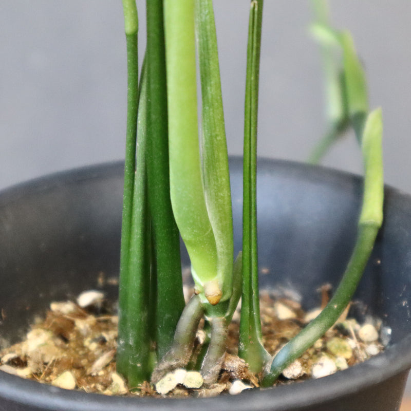 モンステラ　オブリクリア・ペルー　EC1176