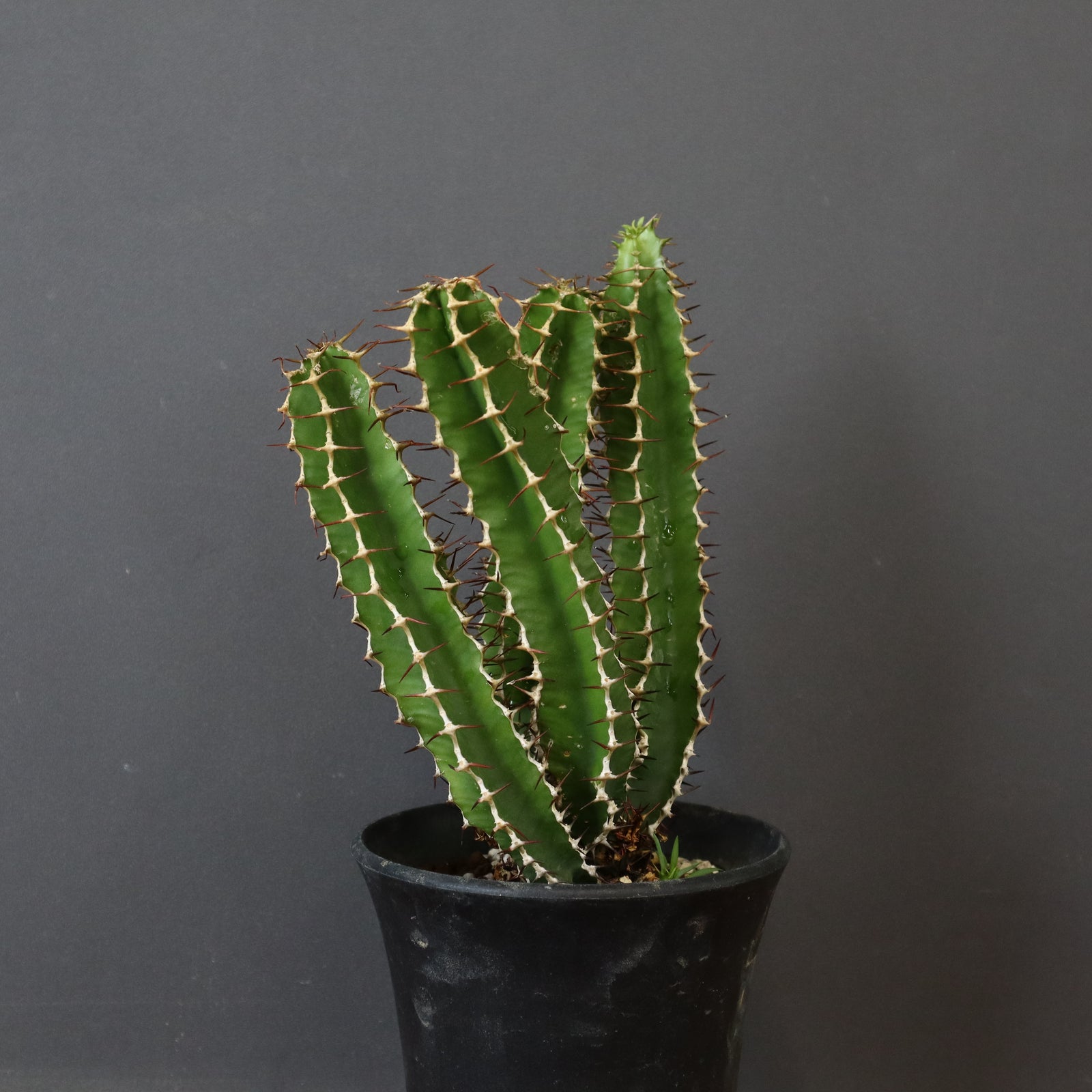 E.ムランジーナ（実生）143 – TaiShoDo ONLINE SHOP