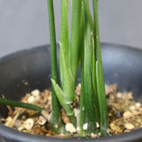 モンステラ　オブリクリア・ペルー　EC1176