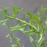 モンステラ　オブリクリア・ペルー　EC1176