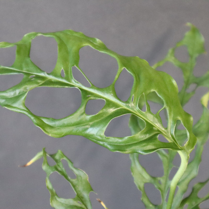 モンステラ　オブリクリア・ペルー　EC1176