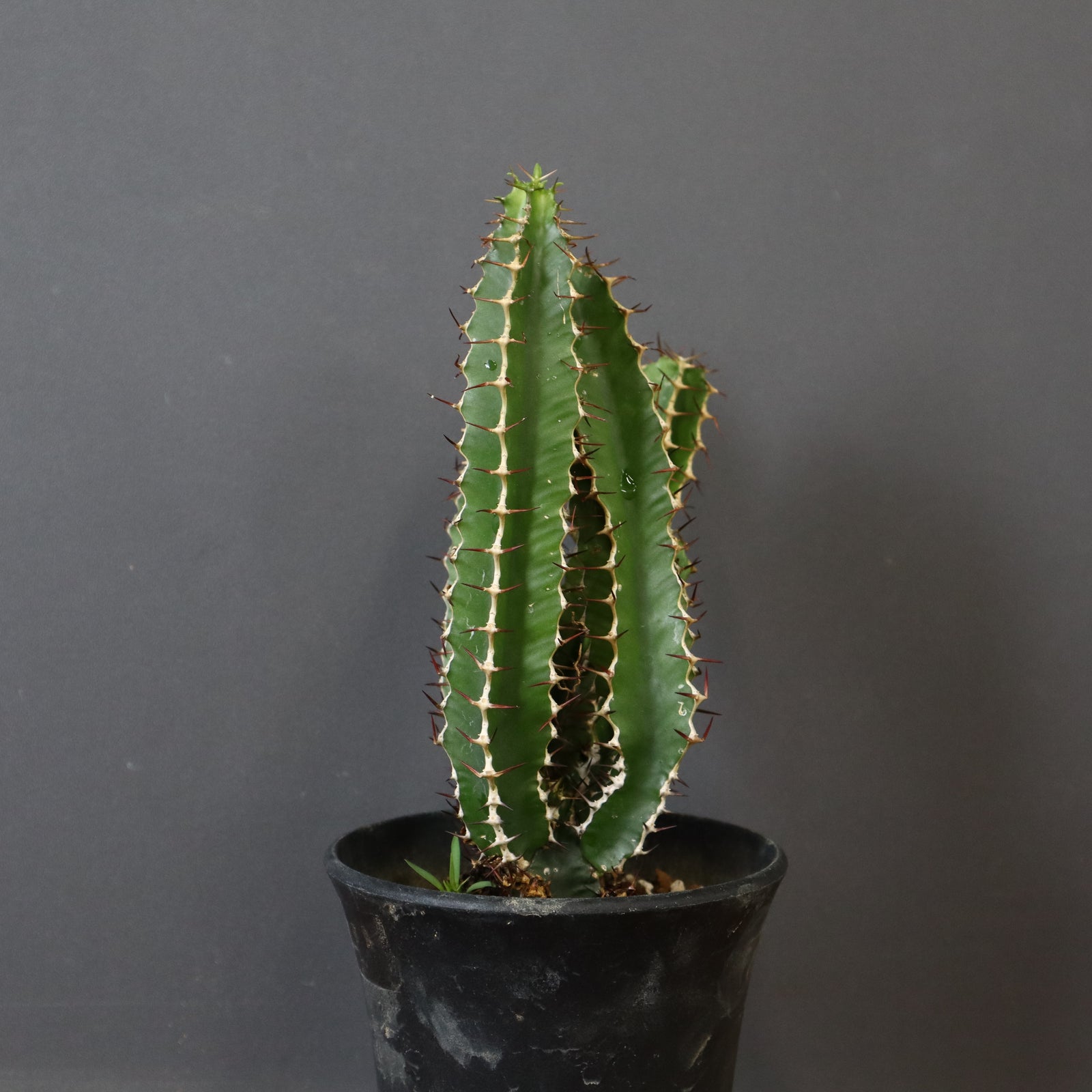 【塊根植物】ムランジーナ （実生） E.ムランジーナ（実生）143 – TaiShoDo ONLINE SHOP