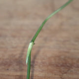 モンステラ　オブリクリア・ペルー　EC1176