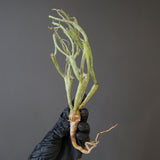 【ベアルート】E.エチュベルクローサ EC2091