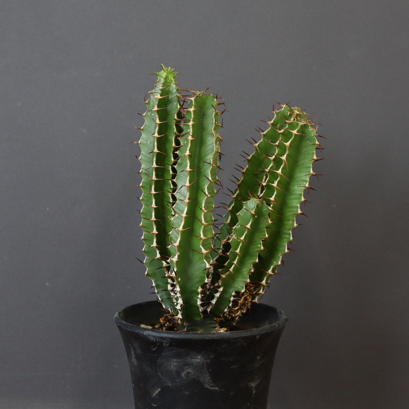 E.ムランジーナ（実生）143 – TaiShoDo ONLINE SHOP