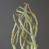 【ベアルート】E.エチュベルクローサ EC2091