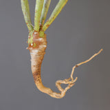 【ベアルート】E.エチュベルクローサ EC2091