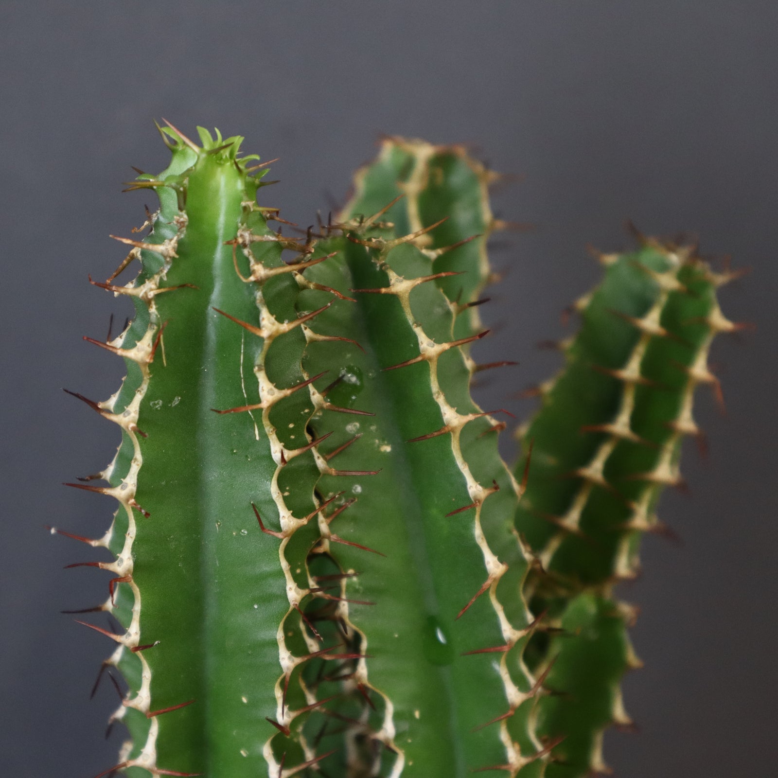 E.ムランジーナ（実生）143 – TaiShoDo ONLINE SHOP