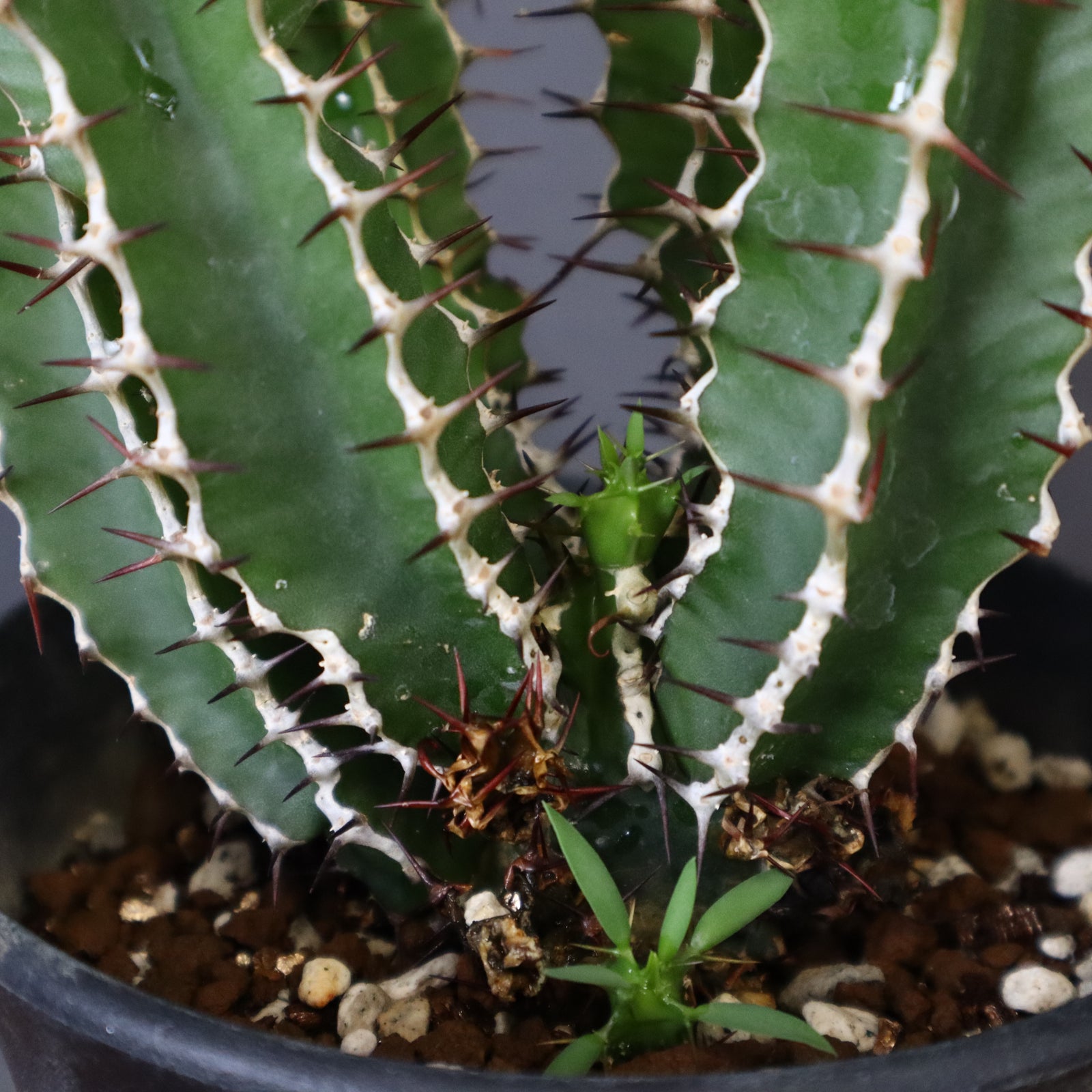 【塊根植物】ムランジーナ （実生） E.ムランジーナ（実生）148 – TaiShoDo ONLINE SHOP