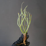 【ベアルート】E.エチュベルクローサ EC2092