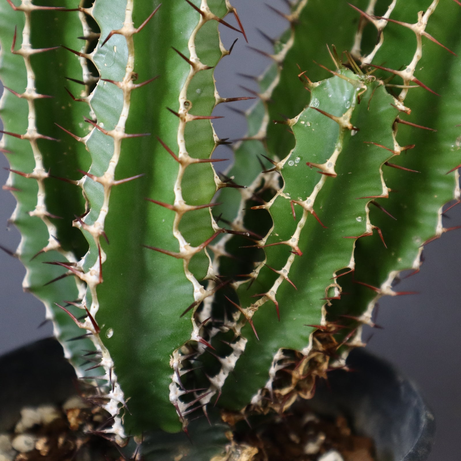 【塊根植物】ムランジーナ （実生） ユーフォルビア ムランジーナ（実生株）001 – linkplants -リンクプランツ-