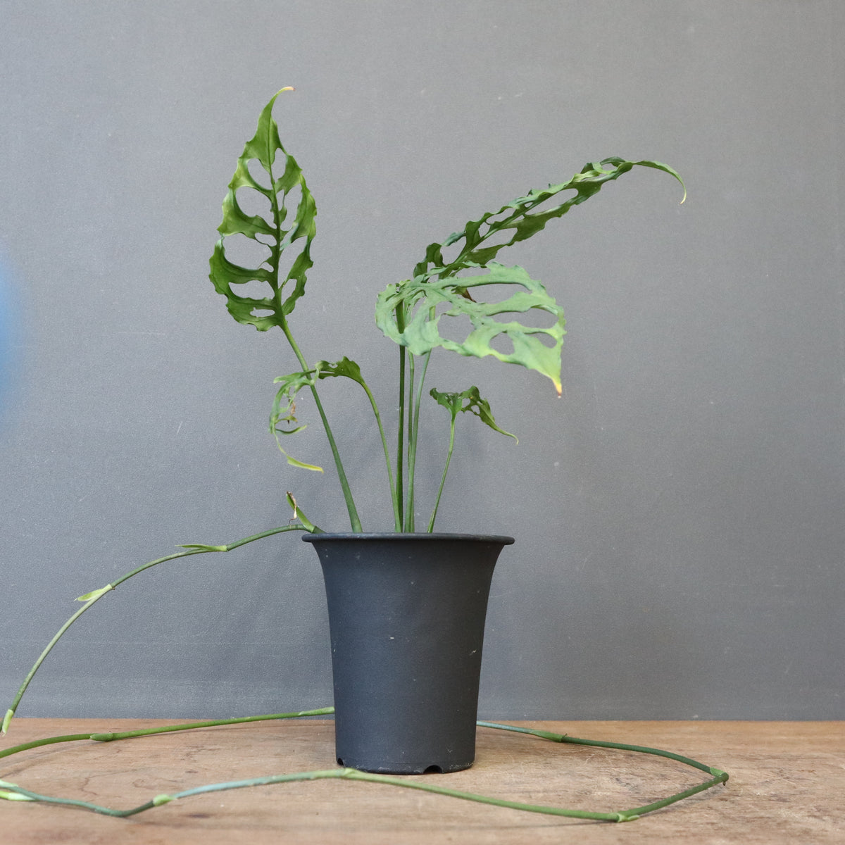 TaiShoDo ONLINE SHOP 塊根植物 多肉植物通販