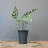 モンステラ　オブリクリア・ペルー　EC1177