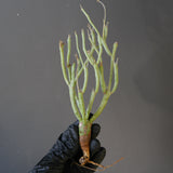 【ベアルート】E.エチュベルクローサ EC2092