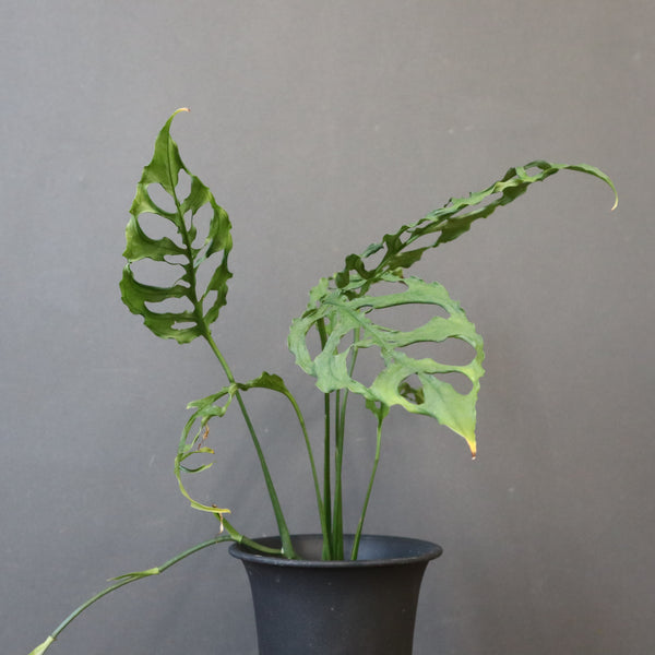 モンステラ　オブリクリア・ペルー　EC1177