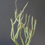 【ベアルート】E.エチュベルクローサ EC2092