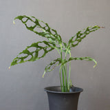 モンステラ　オブリクリア・ペルー　EC1177