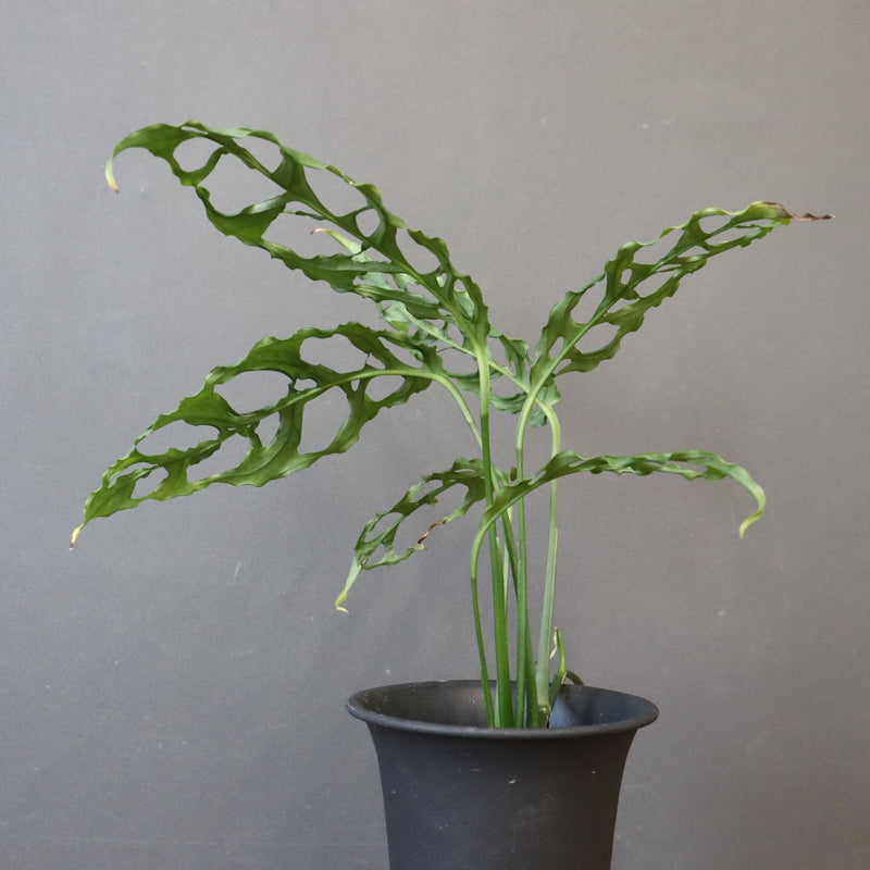 モンステラ　オブリクリア・ペルー　EC1177