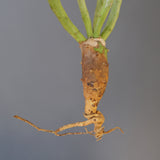 【ベアルート】E.エチュベルクローサ EC2092