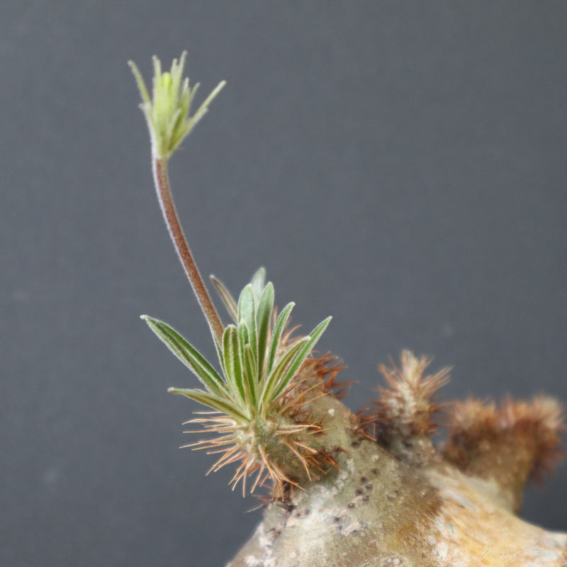 グラキリス　Lサイズ CATEGORY グラキリス L | morikoro plants