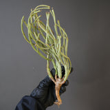 【ベアルート】E.エチュベルクローサ EC2093