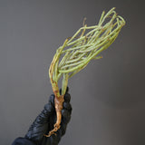 【ベアルート】E.エチュベルクローサ EC2093