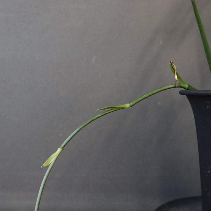 モンステラ　オブリクリア・ペルー　EC1177