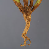 【ベアルート】E.エチュベルクローサ EC2093