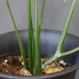 モンステラ　オブリクリア・ペルー　EC1177