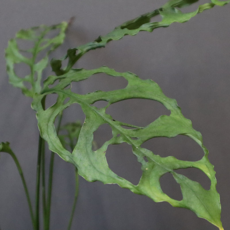 モンステラ　オブリクリア・ペルー　EC1177