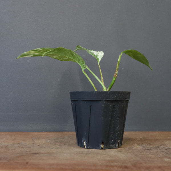 モンステラ　ラフィドフォラ　EC1184