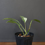 モンステラ　ラフィドフォラ　EC1184