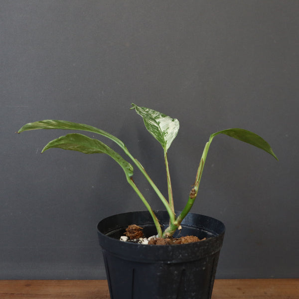 モンステラ　ラフィドフォラ　EC1184