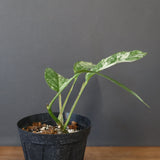 モンステラ　ラフィドフォラ　EC1184