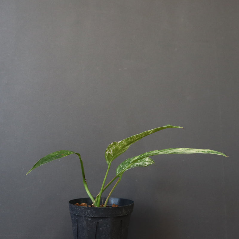 モンステラ　ラフィドフォラ　EC1184