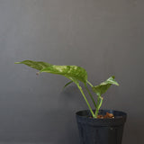 モンステラ　ラフィドフォラ　EC1184