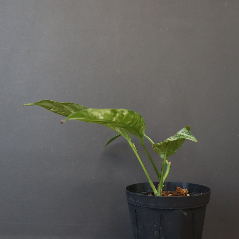 モンステラ　ラフィドフォラ　EC1184