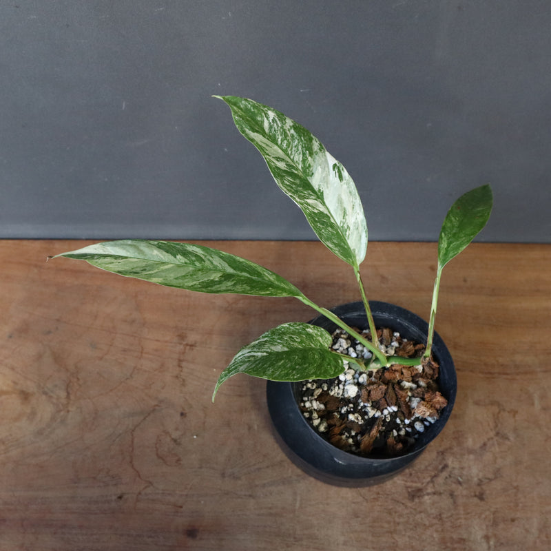 モンステラ　ラフィドフォラ　EC1184