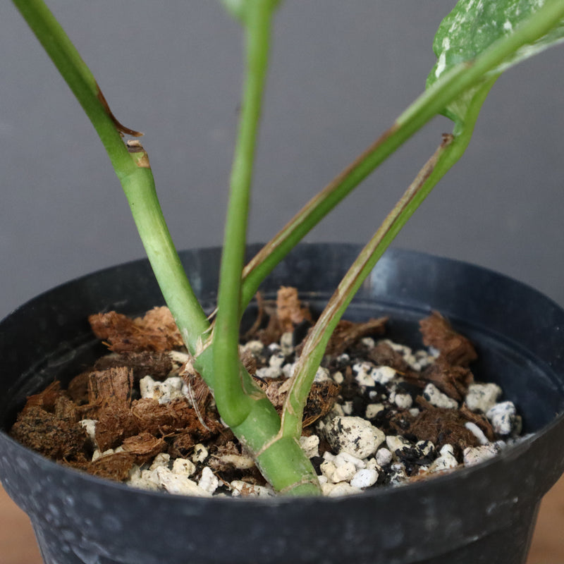 モンステラ　ラフィドフォラ　EC1184