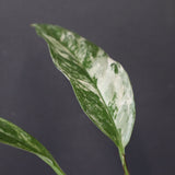 モンステラ　ラフィドフォラ　EC1184